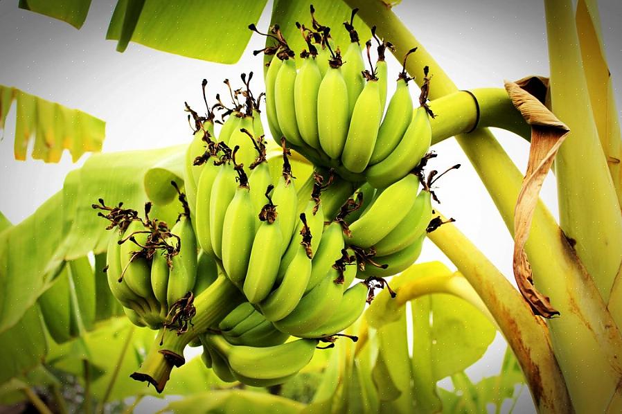 תוכלו לאחסן זנים של צמחי בננה הסובלים לקור לחורף