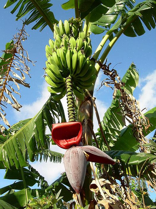 צמחי הבננה שלך יזדקקו גם להגנה מפני רוח וקור