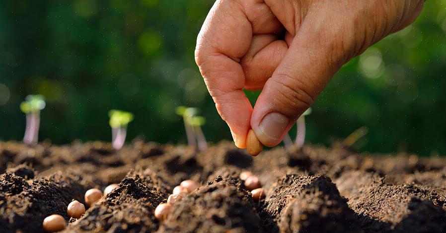 שתילים חוסכים לך זמן ומאמץ בכך שהם מאפשרים לך לדלג על שלב הזרעים העדין בחיי הצמח