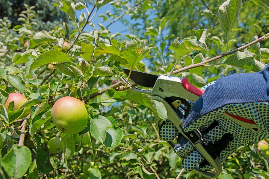הזמן הטוב ביותר לגזום עץ תפוח לא מאומן הוא בין החודשים מרץ לאפריל