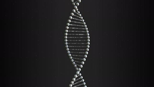 אם המשימה שלך היא ליצור מודל מולקולת DNA