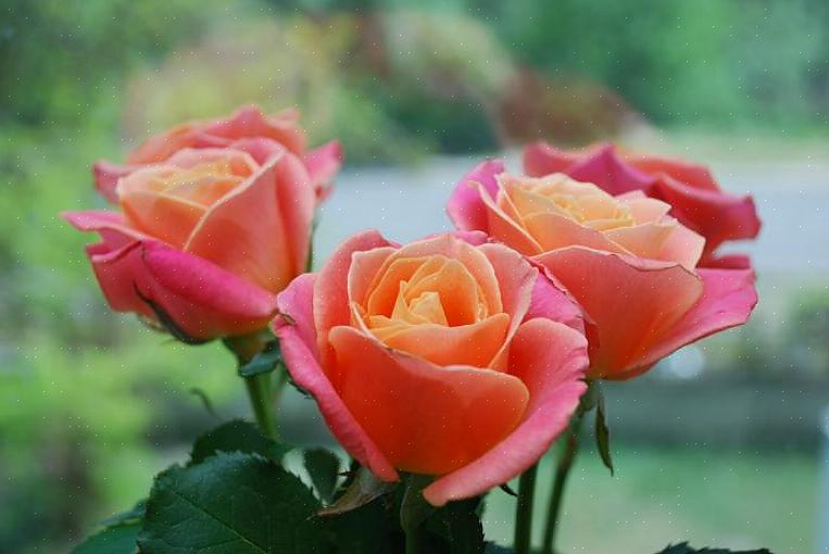 ורדים חייבים להיות ממוקמים במקום בו הם יקבלו את הקרניים הראשונות של שמש הבוקר
