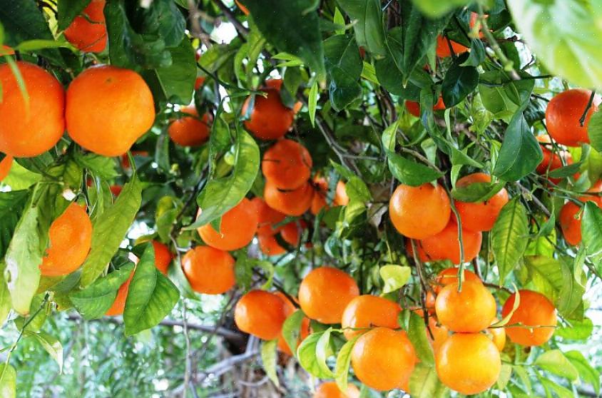 כך ניתן להגדיל את תפוקת הפירות על עצי תפוז
