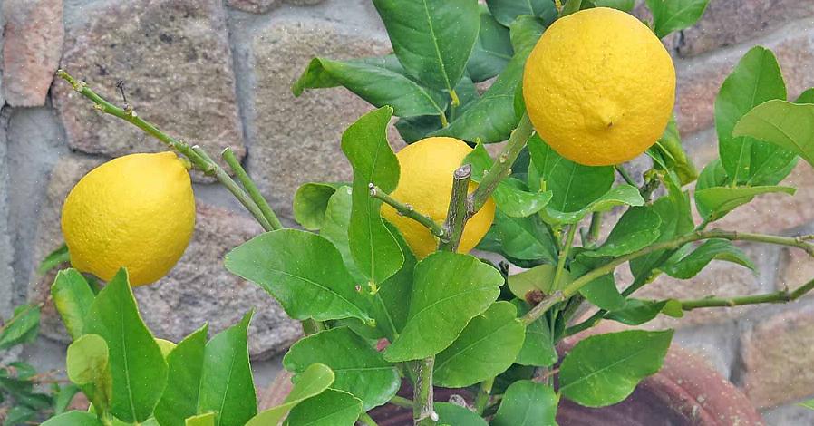 אתה יכול לקחת מקלות ניצן ולהשתיל אותם על עצי התפוז שלך כדי להגדיל את תפוקת הפירות שלהם