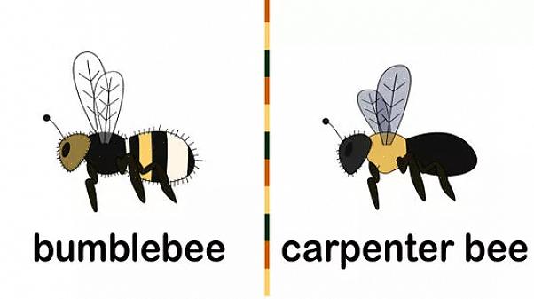 דבורים לא אוהבות להיות במכוניות או בתוך חדר יותר ממה שאתה רוצה אותן שם