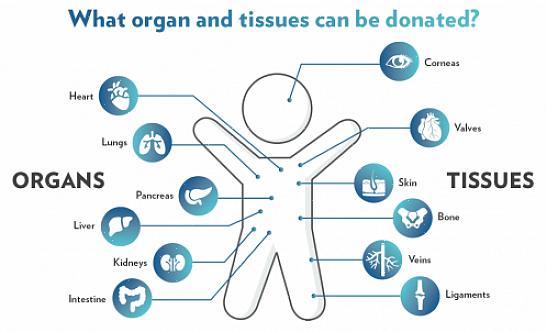 אלה רק כמה מהיסודות שאתה צריך לדעת בכל הנוגע לתרומות גוף ואיברים