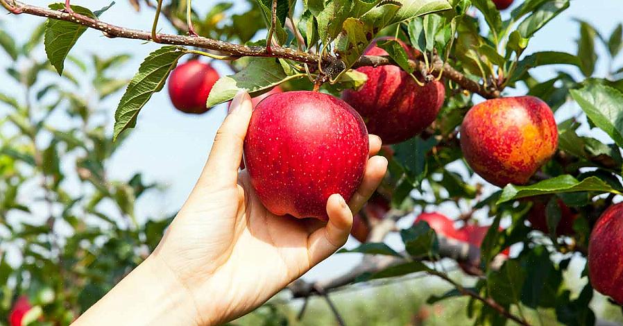 מתי וכיצד לגזום עצי תפוח