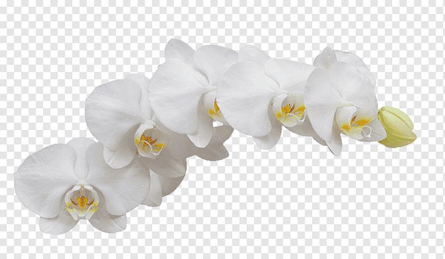 רוב האירועים בעולם נחגגים עם פרחים לבנים כמו סחלבים
