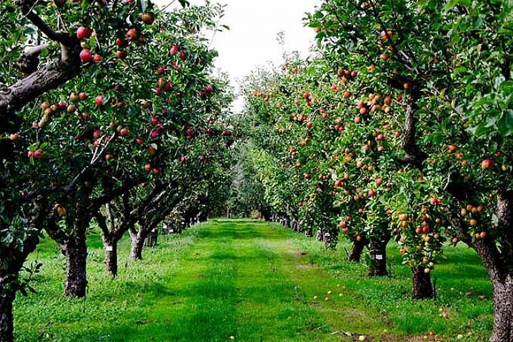 עצי תפוח קיימים בזנים ננסיים