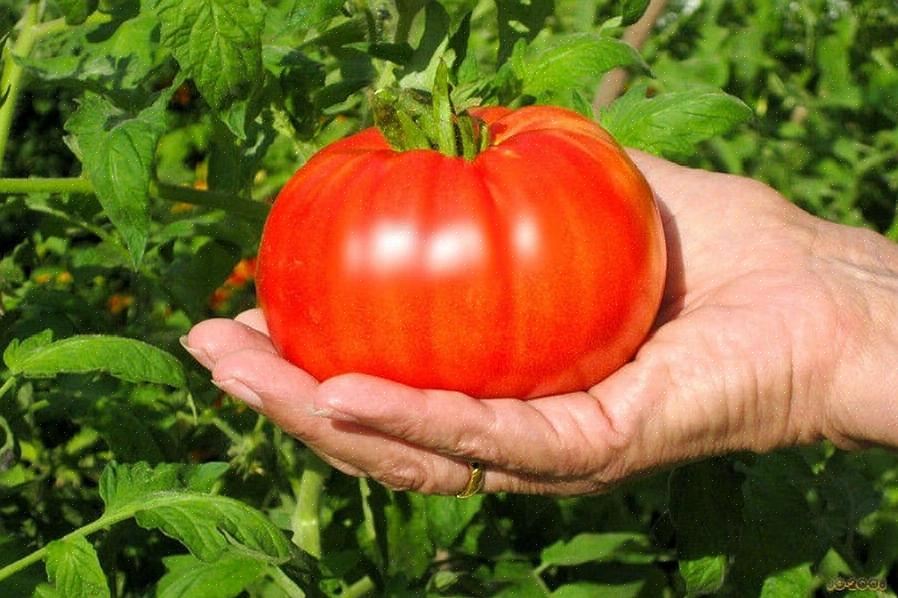 עגבניות בשר בקר גדלות הכי טוב באדמה שלא נטעו עגבניות או חצילים בשלוש השנים האחרונות