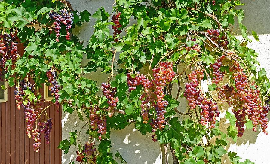 גידול ענבים אפשרי גם בחצר ביתך