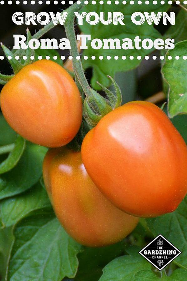 התוצרת של צמחים אלה נקראת לפעמים גם עגבניות שיח