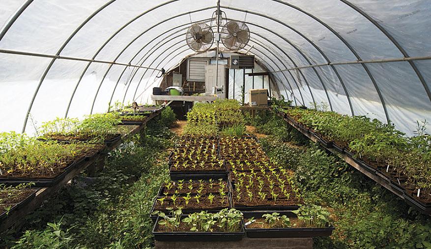 נדרשות טכניקות ואסטרטגיות מיוחדות לתחזוקת צמחי חממה לגינה