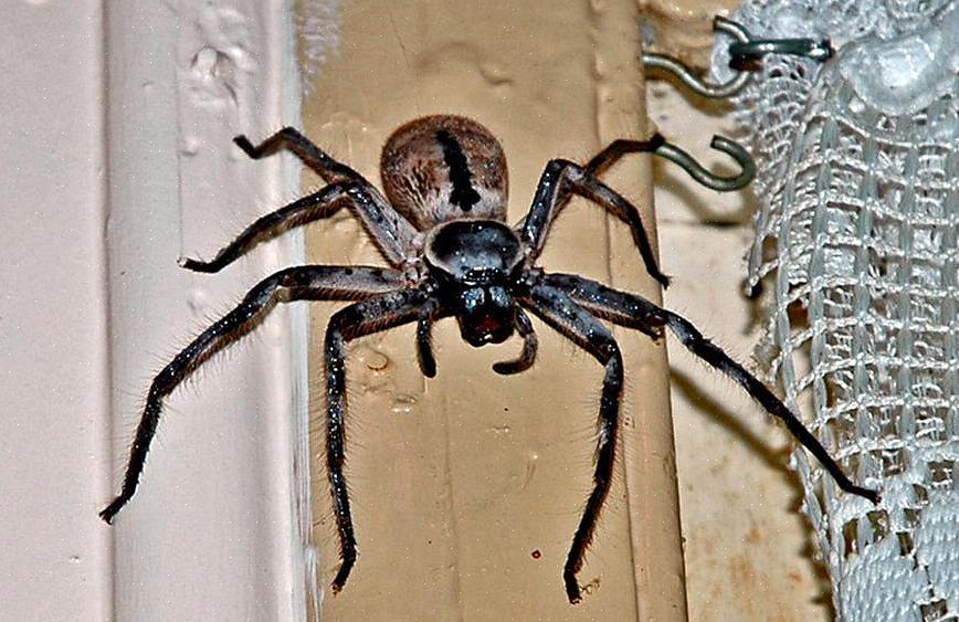 עכבישים אלה עשויים להיות היצורים הפופולריים ביותר עם שמונה רגליים בעולם