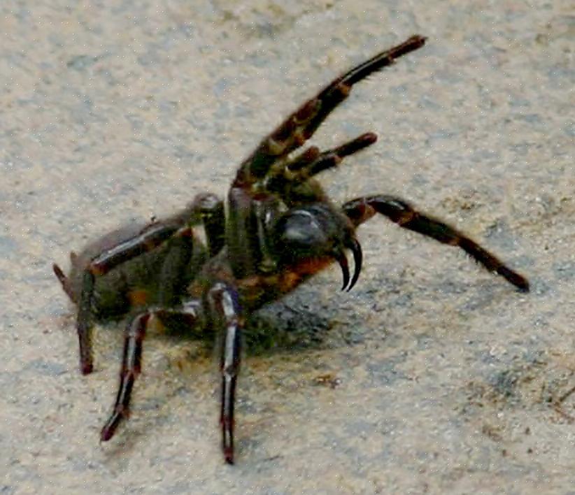 הנה רשימה של שבעת העכבישים הקטלניים ביותר בעולם