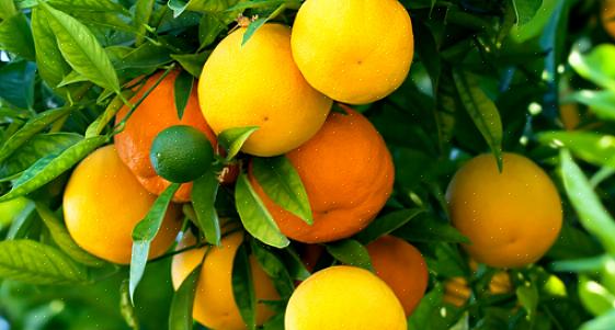העץ שלך צריך להתחיל להניב פרי כשלוש או ארבע שנים לאחר שתול עץ התפוז שלך