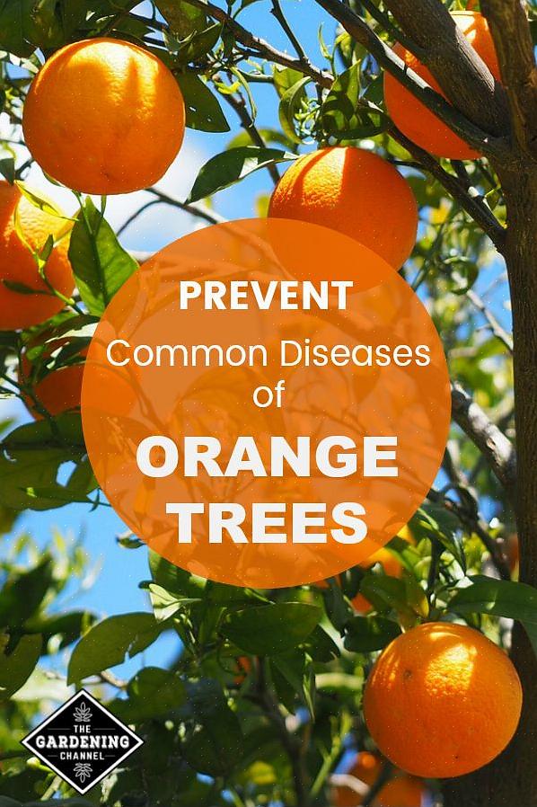 בחירת עץ התפוז הטוב ביותר להוסיף לחצר שלכם היא החלטה חשובה שראויה להתייחסות נכונה
