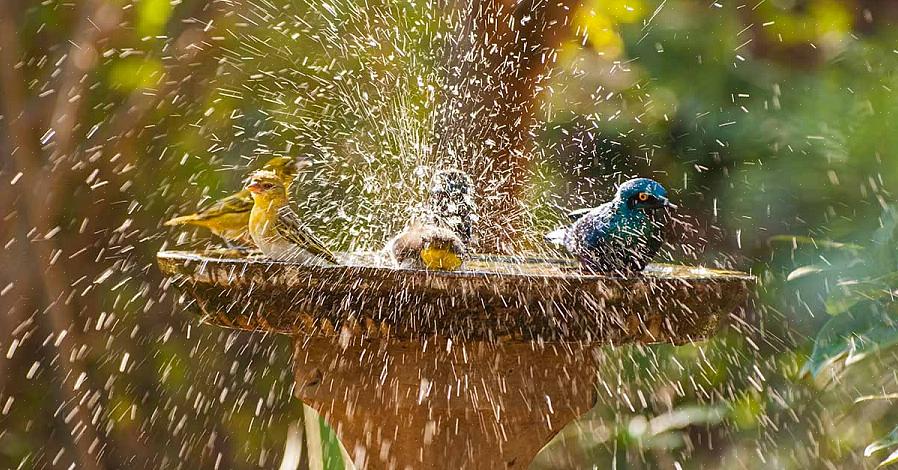 מציאת מרחץ העופות הנחושת המתאים תבטיח שהציפורים באזור מגוריכם יקבלו אמבטיה נקייה וטובה