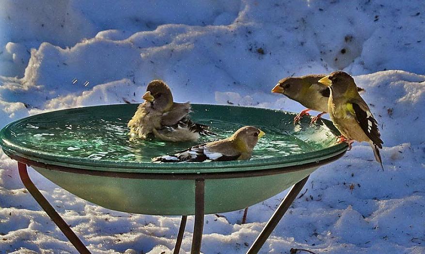 אמבט הציפורים אמור להיות מסוגל גם לשפר את הגן או את החצר האחורית שלך