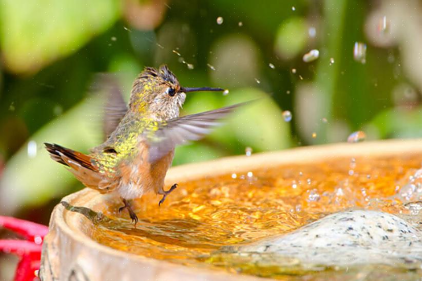 בבחירה באמבט העופות המתאים לברזל יצוק לגינה שלך