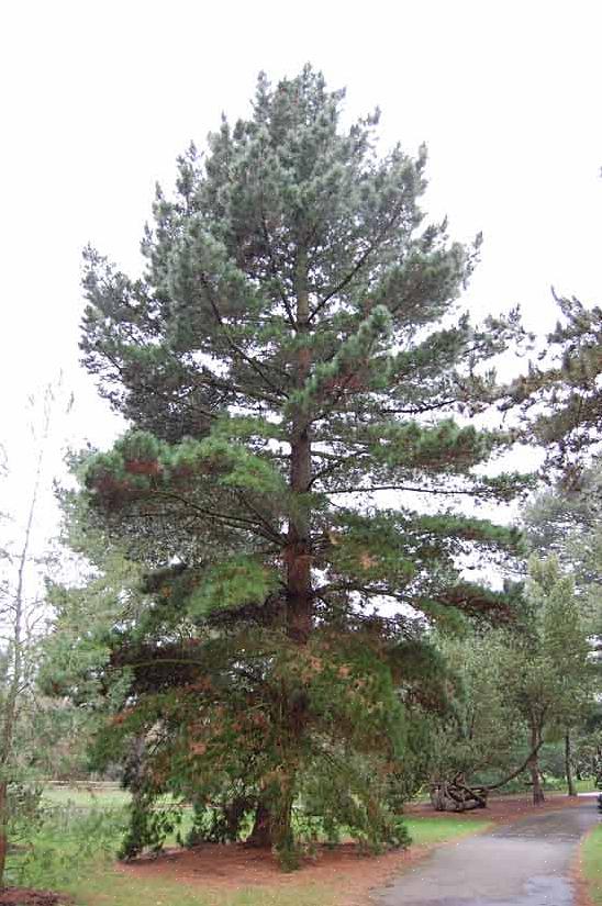 הסרת עצי אורן קטנים יותר היא הרבה יותר קלה מסילוק עצי אורן גדולים יותר