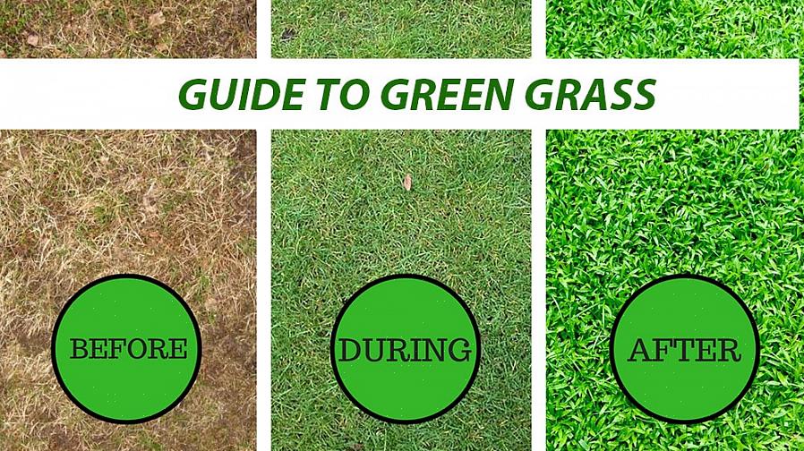 דשן חשוב מאוד עבור הדשא שלך כדי לקדם צמיחה טובה וצבע ירוק עמוק של הדשא