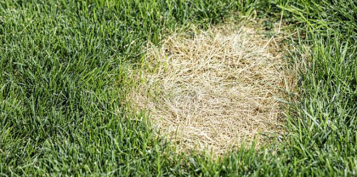 עיין בעצות למטה בכדי להיפטר מהדשא מכתמי שתן לכלבים