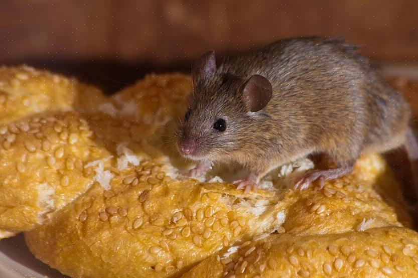 כיצד להימנע מעכברים שלוקחים פיתיון בלי מלכודת קפיצית