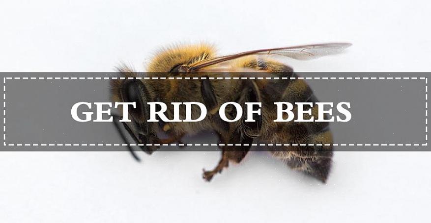 ניתן לבצע הסרת דבורים ביעילות גם ללא עזרת איש מקצוע אם מקפידים על אמצעי זהירות