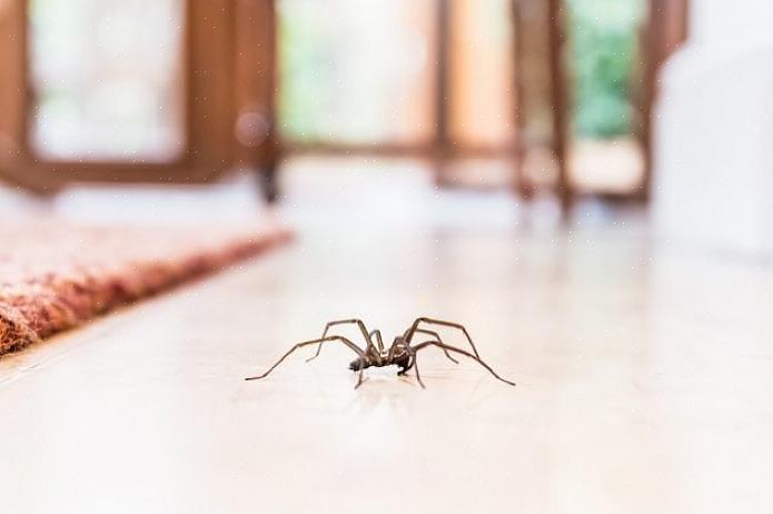 עכבישים הם עזרה גדולה בהעלמת מזיקים ביתיים אחרים כמו זבובים וג'וקים