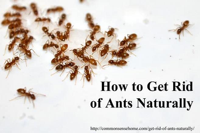 ריבות ושאר פריטים מענגים שגם בני האדם וגם הנמלים נהנים מהם