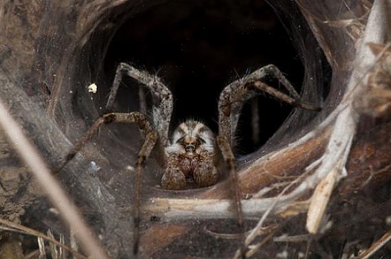 דוחה עכביש ריסוס באזורים שבהם סביר להניח כי עכבישים יתמקמו