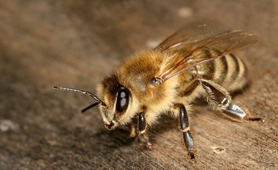 חלקם אלרגיים לעקיצות דבורים או עקיצות חרקים באופן כללי
