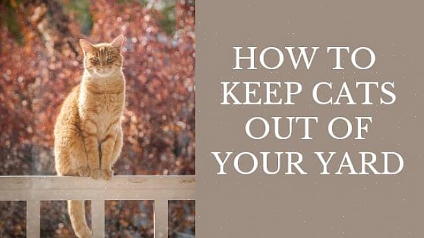 הנה כמה דרכים להרתיע חתולים מלהפריע לעצמם בגינה שלך