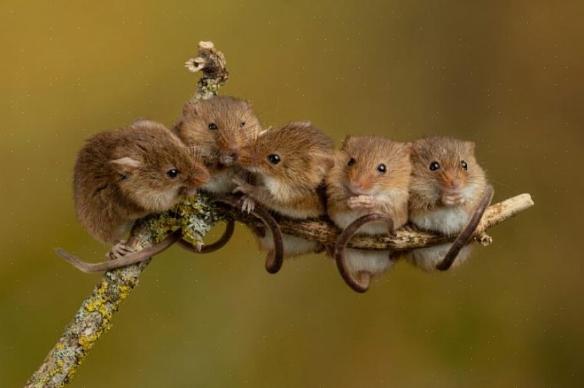 עכברי שדה אולי נראים חמודים אבל הם גם מטרדים שלא כדאי לסבול