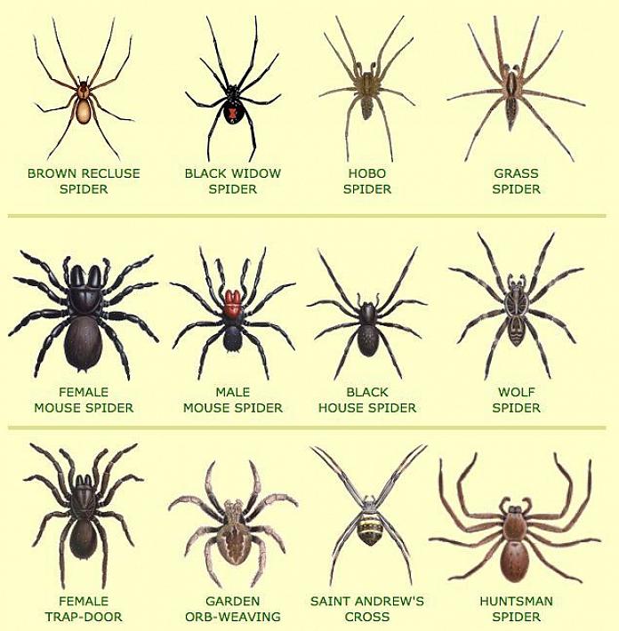 ההשפעות של עקיצת עכביש עלולות להרוג אותם