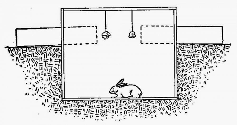 תזדקק למזון שהארנב ימצא שאין לעמוד בפניו כדי לפתות את הארנב במלכודת