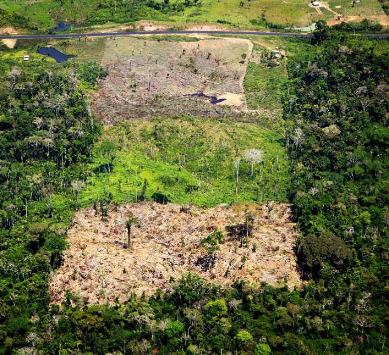 יערות מחדש הם אחת הדרכים היעילות ביותר למנוע הרס יערות הגשם