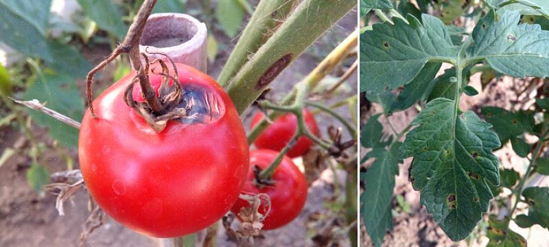 דלקת עגבניות מוקדמת עלולה להיות הרסנית מאוד מכיוון שהיא עלולה לגרום לניפוח מוחלט של הצמחים שלכם