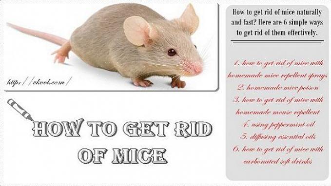 למד אודות חומרי דוחה, שמן מנטה ועכברים