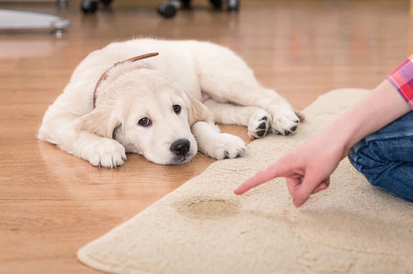 כמה טיפים שימושיים לניקוי שטיחים להסרת ריח בשתן כלבים מופיעים כאן