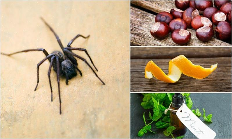 עכבישים הם טורפים טבעיים שאוכלים חרקים אחרים וחרקים שאולי ירצו לגור בביתכם
