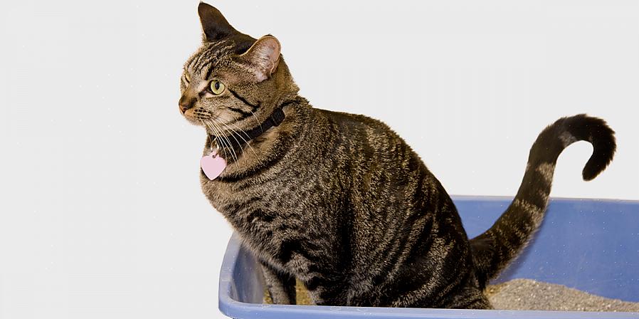 חתולים הם יצורים נקיים מאוד וחלקם לא ישתמשו בארגז פסולת שאין בו זבל נקי