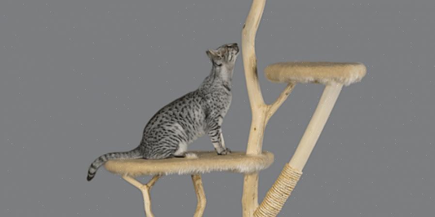 אנו מקווים שנהניתם ללמוד על ריהוט לחתולים וכיצד לבנות עץ חתול