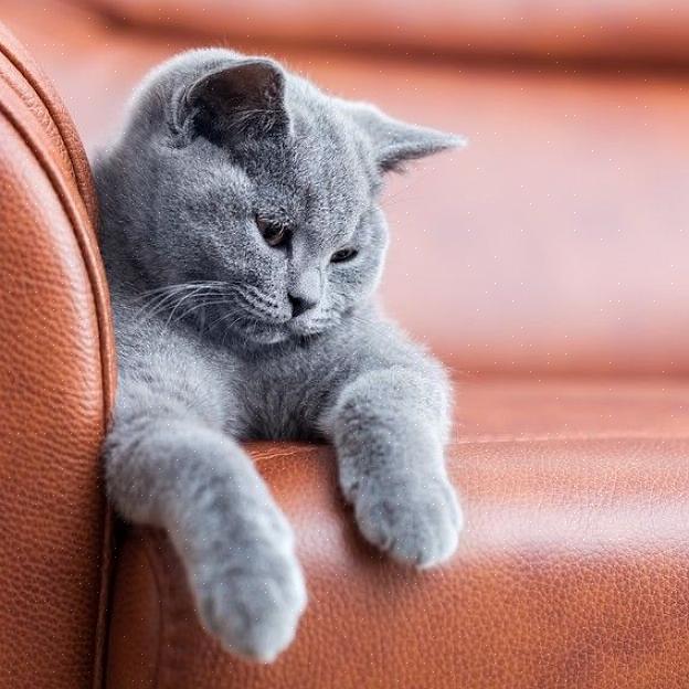להלן טיפים כיצד למנוע מהחתול שלך לגרד רהיטים