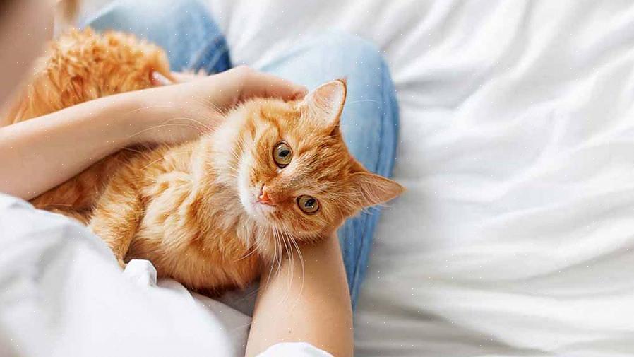 הטפילים הנפוצים ביותר הקיימים בחתולים הם תולעים עגולות