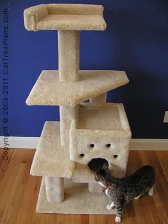 כדי לבנות עץ חתול, אתה צריך לדעת איך הוא נראה