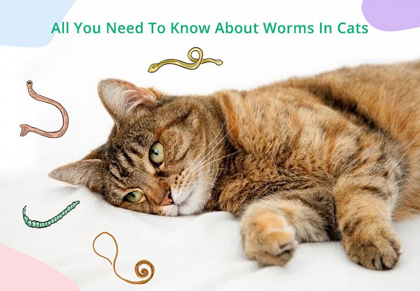 תולעים בחתול המחמד שלך מסוכנות לבריאות חיית המחמד שלך וגם למשפחתך