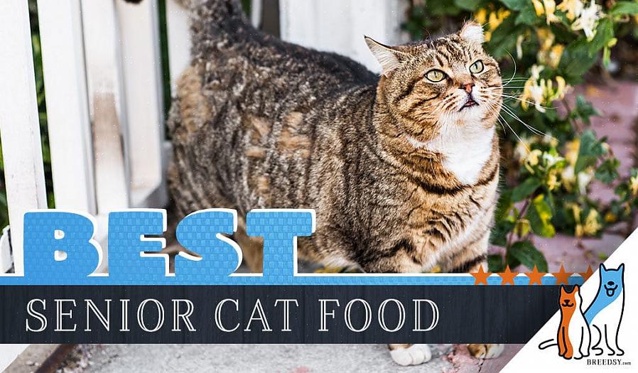 העבר את הטאבי שלך לנוסחת מזון לחתולים קלה לעיכול הספציפית לגילו