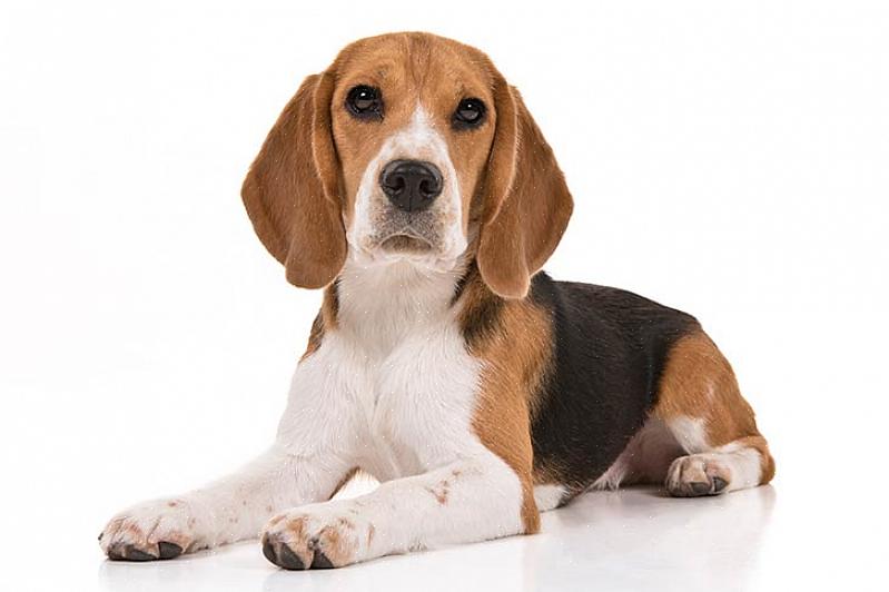 זן הביגל המקסים הוא כלב בגודל בינוני שגדל לראשונה ככלבי ציד לבני המלוכה האירופאים